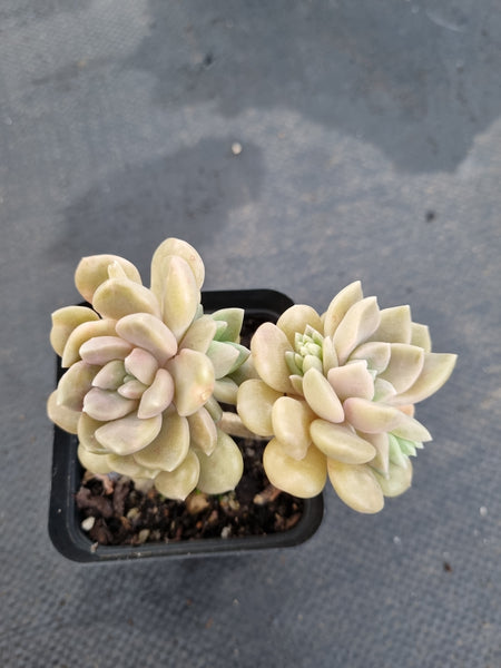 *GLGhybrid(1-1161) Graptopetalum Mendozae hybrid 丸姬杂