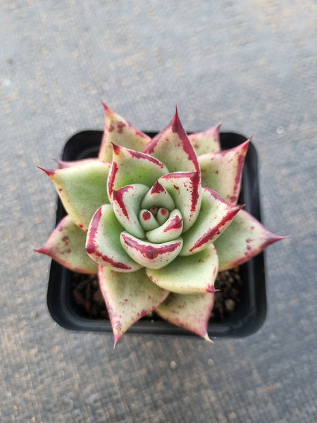 *GLGhybrid(1-861) Echeveria agavoides Ebony hybrid 乌木杂