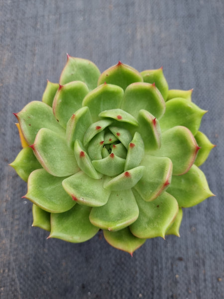 *GLGhybrid(1-420) Echeveria agavoides Frank Reinelt hybrid 弗兰克杂