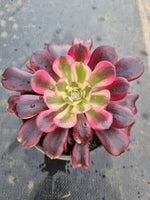 Aeonium 'Medusa' 美杜莎