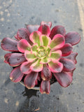 Aeonium 'Medusa' 美杜莎