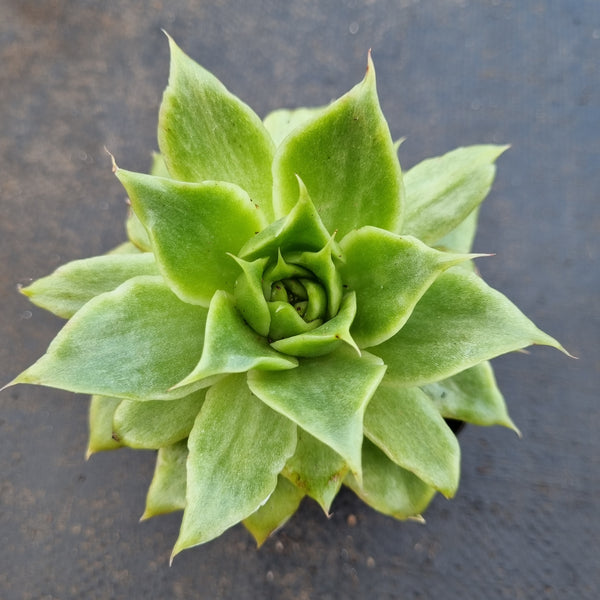 *GLGhybrid(1-1627)  Echeveria Agavoides hybrid Monstrose 冬云杂石化