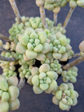 *GLGhybrid(2-354) Graptopetalum ‘Blush Danko’ 绯丸