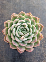 *GLGhybrid(2-296) Echeveria Elegans 'Alba' hybrid 白月影杂