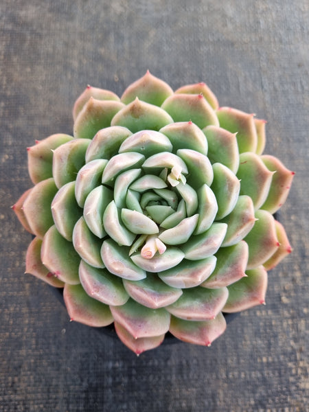 *GLGhybrid(2-296) Echeveria Elegans 'Alba' hybrid 白月影杂