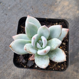 x Pachyveria Powder Puff 霜之朝