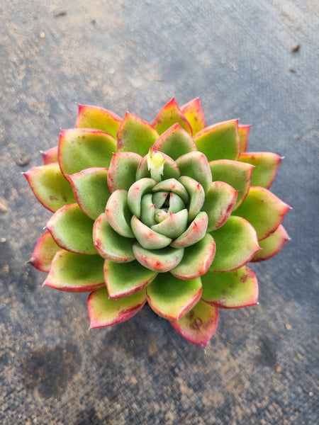 *GLGhybrid(1-259) Echeveria 'Gilva' hybrid 玉杯东云杂