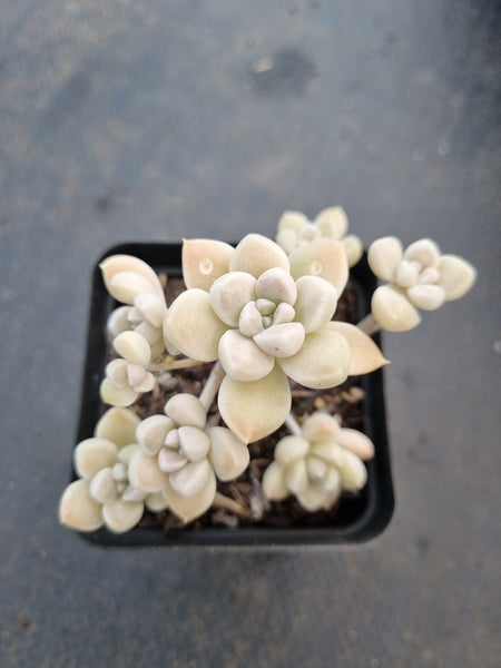 *GLGhybrid(1-1041) Graptopetalum Mendozae hybrid 丸姬杂