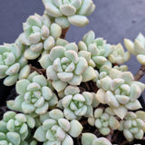 *GLGhybrid(2-100) Graptoveria Titubans hybrid 白牡丹杂