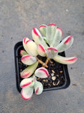 Cotyledon Orbiculata cv. Long Leaf Variegated 棒叶福娘锦