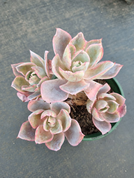 11cm pot Echeveria Afterglow cluster 晚霞多头