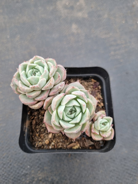 *GLGhybrid(1-1120) Echeveria Halbingeri hybrid 海滨格瑞杂