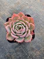 *GLGhybrid(1-294) Echeveria Laulensis hybrid 劳伦斯杂