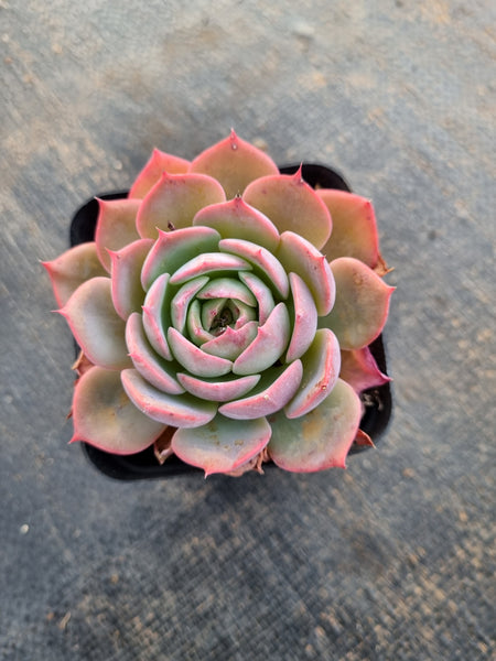 *GLGhybrid(1-294) Echeveria Laulensis hybrid 劳伦斯杂