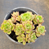 *GLGhybrid(2-6) Echeveria Ballsii hybrid 灰姑娘杂