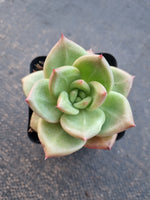 *GLGhybrid(1-786) Echeveria Champaign hybrid 香槟杂