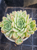 *GLGhybrid(2-87) Echeveria Elegans 'Alba' hybrid 白月影杂
