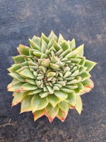 *GLGhybrid(1-67) Echeveria Gilva hybrids crested 玉杯东云杂缀化
