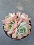 *GLGhybrid(2-372) Echeveria Laulensis hybrid 劳伦斯杂