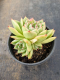 *GLGhybrid (2-110) Echeveria Agavoides hybrid 东云杂