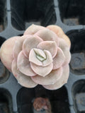 Graptoveria Lovely Rose - wide leaf cutting 大叶可爱玫瑰砍枝