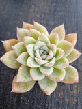 *GLGhybrid(1-804) Echeveria Mexican Giant hybrid 墨西哥巨人杂