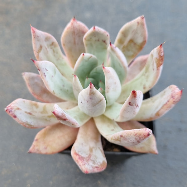*GLGhybrid(1-1622) Echeveria Mexican Giant hybrid 巨人杂