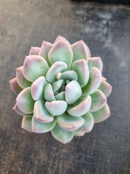 *GLGhybrid(1-1268) Pachyveria Elaine hybrid 香水杂