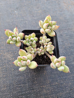 *GLGhybrid(1-866) Graptopetalum Mendozae hybrid 丸姬杂