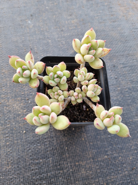 *GLGhybrid(1-866) Graptopetalum Mendozae hybrid 丸姬杂