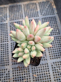 Pachyphytum 'Red Dragonfly'  红蜻蜓