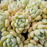 *GLGhybrid(2-393) Graptoveria Titubans hybrid 白牡丹杂