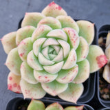 *GLGhybrid(1-505) Special hybrid pack of 4