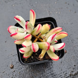 Cotyledon Orbiculata cv. Long Leaf Variegated 棒叶福娘锦