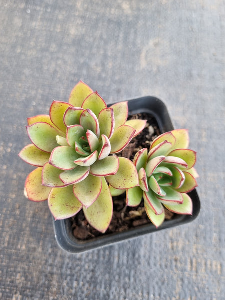 *GLGhybrid(1-1308) Echeveria Ballsii Hybrid 灰姑娘杂