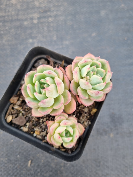 *GLGhybrid(1-1399) Echeveria Sierra X Sedum Perezdelarosae 爱斯诺杂焦糖精灵