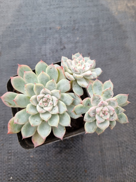 *GLGhybrid(1-392) Echeveria cuspidata var. Zaragozae hybrid 黑爪杂