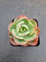 *GLGhybrid(1-949) Echeveria hybrid