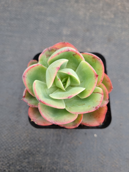 *GLGhybrid(1-949) Echeveria hybrid