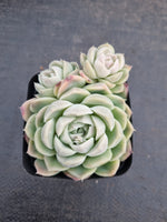 *GLGhybrid(1-960) Echeveria Elegans 'Alba' hybrid 白月影杂