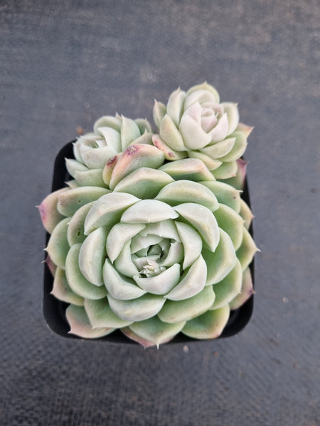 *GLGhybrid(1-960) Echeveria Elegans 'Alba' hybrid 白月影杂