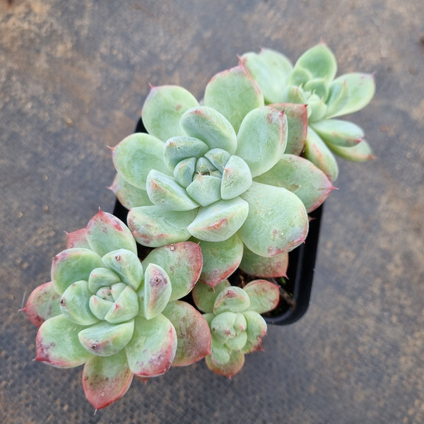 alba beauty succulent Echeveria 'Alba Beauty' 阿尔巴佳人 – Greenland Garden