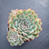 *GLGhybrid(2-99) Echeveria Yanji hybrid 艳姬杂