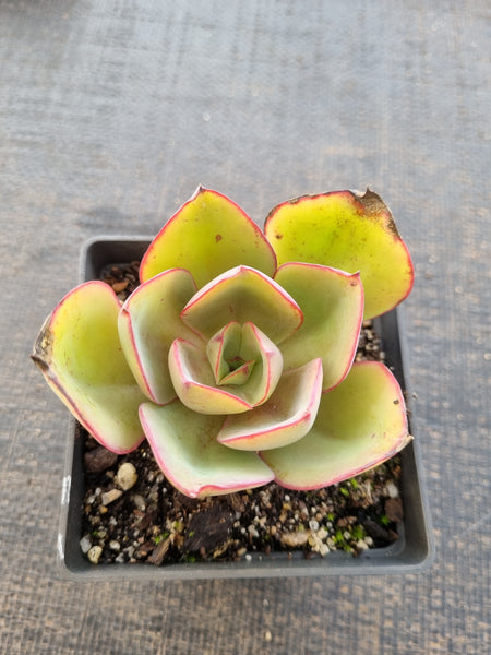 *GLGhybrid(1-837) Echeveria hybrid