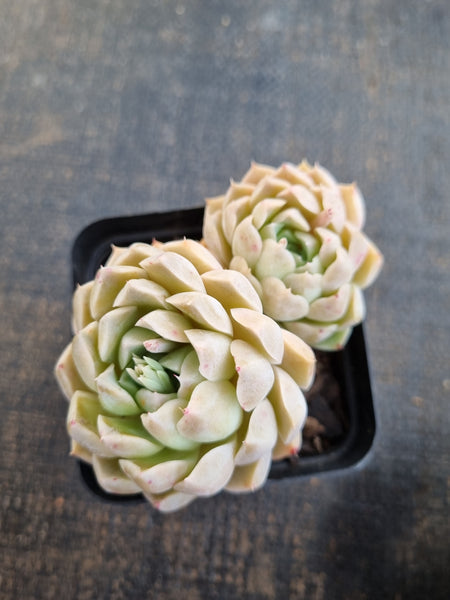 *GLGhybrid(1-1264) Echeveria Mexico Minima hybrid 墨姬杂
