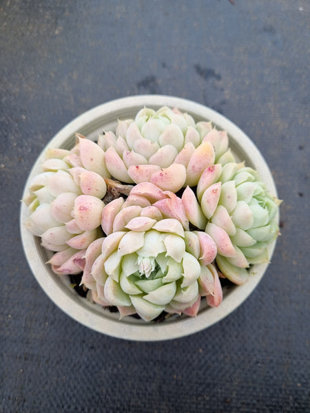 11cm pot Echeveria elegans Alba  白月影