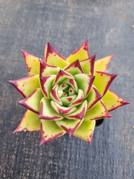 *GLGhybrid(1-1257) Echeveria Agavoides Lipstick hybrid 口红杂