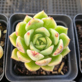 *GLGhybrid(1-1684) Special hybrid pack of 4