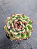 *GLGhybrid(1-763) Echeveria Black Rose hybrid 黑玫瑰杂