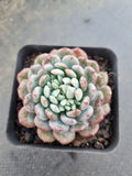 Echeveria setosa var. deminuta x lilacina 姬小光